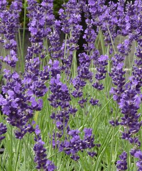 Lavender 'Munstead Dwarf' Seeds, 3 of 4