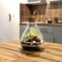 Diy Terrarium Kit: Glass, Plants And Moss | 'Lima', thumbnail 1 of 8