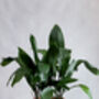 Houseplant Aspidistra 'Cast Iron Plant' In 15cm Pot, thumbnail 1 of 2