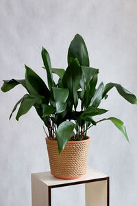 Houseplant Aspidistra 'Cast Iron Plant' In 15cm Pot By Acqua Garden