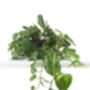 Houseplant Scindapsus Aureus In 20cm Hanging Pot, thumbnail 1 of 5