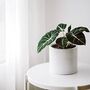 Houseplant Alocasia Reginula 'Black Velvet' 13cm Pot, thumbnail 6 of 7