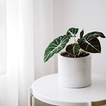 Houseplant Alocasia Reginula 'Black Velvet' 13cm Pot, 6 of 7