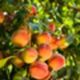 Nectarine Tree 'Humboldt', thumbnail 5 of 11