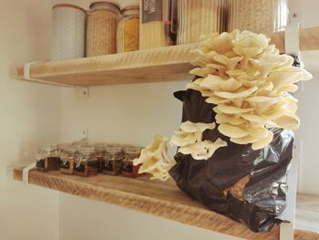 Oyster Mushroom Growing Kit Ready To Grow, 6 of 12