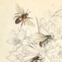 Gift For Bee Lovers Vintage Giclée Print, thumbnail 5 of 5