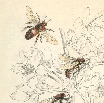 Gift For Bee Lovers Vintage Giclée Print, 5 of 5