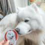 Personalised Pet Stickers, thumbnail 1 of 12
