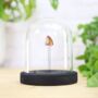 Velociraptor Tooth Bell Jar Real Authentic Jurassic Dinosaur Fossil Museum Quality Natural History Interior Design Home Decor Display Gift Ornament, thumbnail 1 of 5