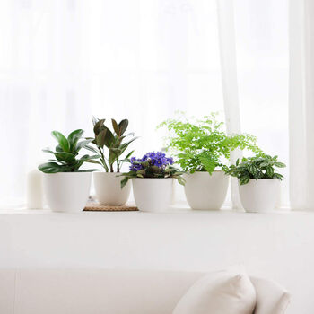 Pack Of Three Plastic Planters Indoor With Saucers, 4 of 4