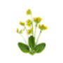 Primula Veris 'Wild Cowslip' In A One Litre Pot, thumbnail 8 of 9