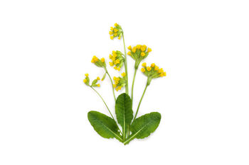 Primula Veris 'Wild Cowslip' In A One Litre Pot, 8 of 9