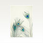 All Eyes Are On You Photographic Peacock Feather Print, thumbnail 2 of 2