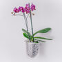 Orla, Wall Mounted Glass Planter, Ideal For Orchids, thumbnail 2 of 11