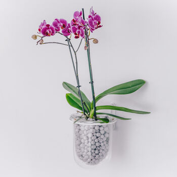 Orla, Wall Mounted Glass Planter, Ideal For Orchids, 2 of 11