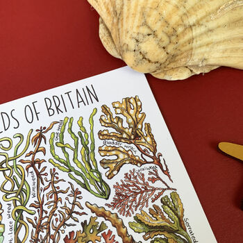 Seaweed Of Britain Watercolour Postcard, 3 of 8