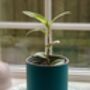 3D Printed Curved Plant Pot – Gardening Gifts, thumbnail 6 of 9