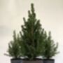 Christmas Tree Miniature Spruce 'Picea Glauca' 15cm Pot, thumbnail 1 of 2