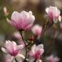 Magnolia Tree Soulangeana One Large Plant In 10 L Pot, thumbnail 4 of 5