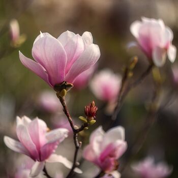 Magnolia Tree Soulangeana One Large Plant In 10 L Pot, 4 of 5