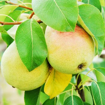 Pear 'Concorde' Fruit Trees Bare Rooted Plant, 5 of 5