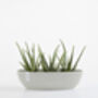 Ecopots Sofia Oval Plant Pot Made From Recycled Plastic, thumbnail 7 of 9