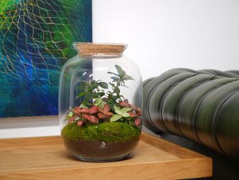 Ready Made Terrarium With Bonsai H: 32 Cm | 'Geneva', 4 of 5