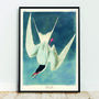 Great Tern Print By John James Audobon, thumbnail 1 of 6