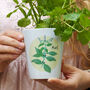Mint Plant Pot Gift, thumbnail 1 of 4