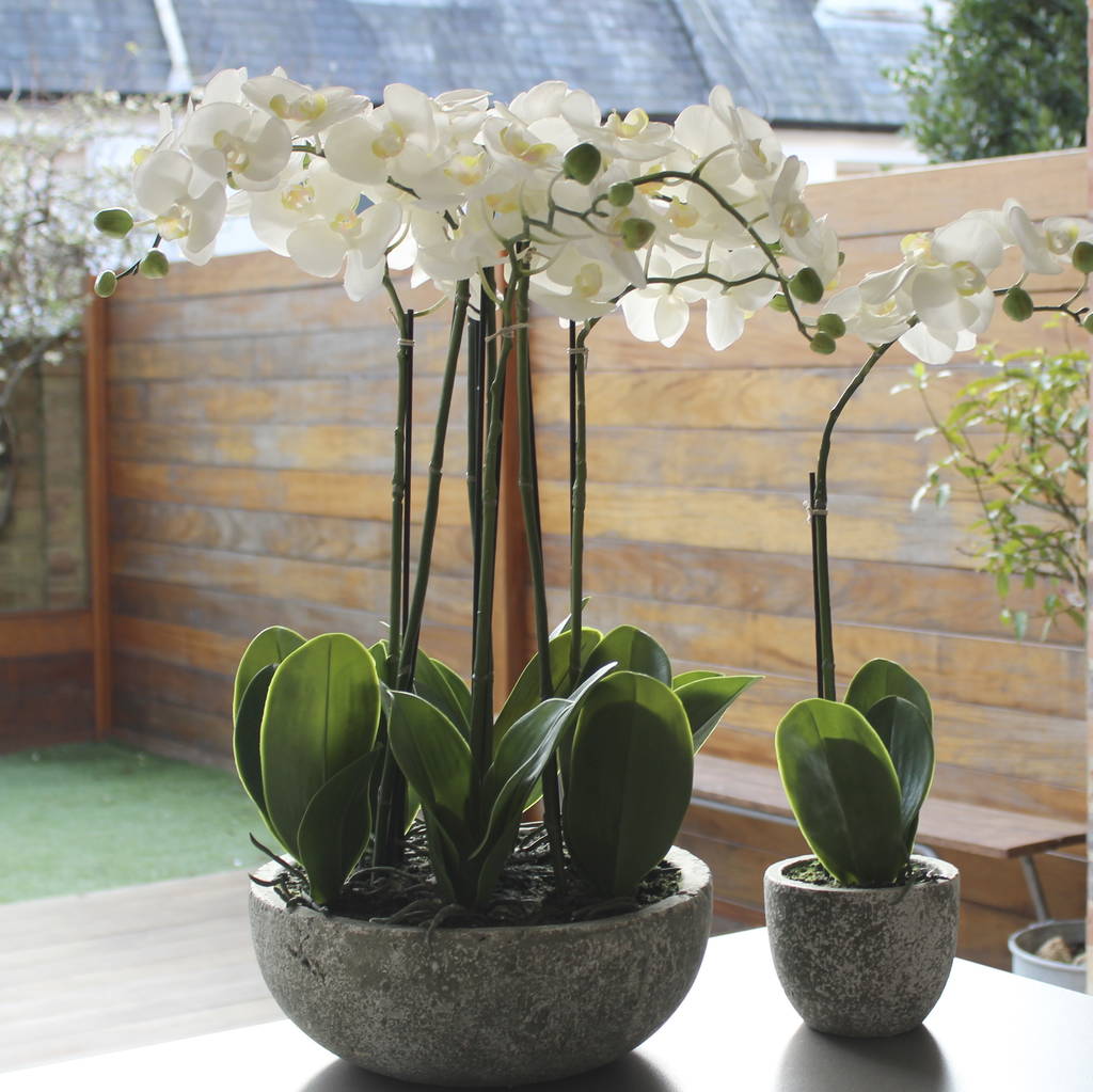 Luxury Artificial Potted Orchid By Lime Tree London
