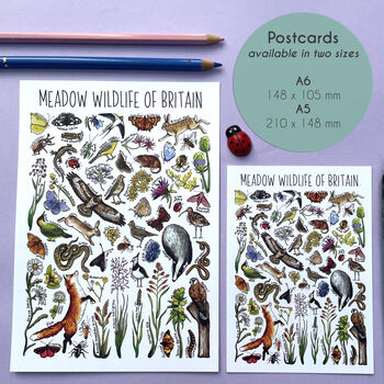 Meadows Wildlife Of Britain Watercolour Postcard, 2 of 12