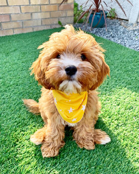 Yellow Star Dog Celebration Bandana, 2 of 2