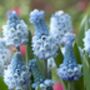 Muscari Azureum – 20 Sky Blue Grape Hyacinth Bulbs, thumbnail 3 of 3
