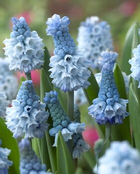 Muscari Azureum – 20 Sky Blue Grape Hyacinth Bulbs, 3 of 3