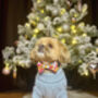 Powder Blue/Peppermint Cosy Knit Dog Jumper, thumbnail 4 of 12
