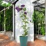 Clematis Warszawska Nike – Purple Climbing Blooms 3 L, thumbnail 5 of 5