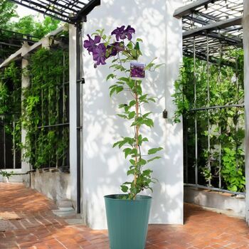 Clematis Warszawska Nike – Purple Climbing Blooms 3 L, 5 of 5