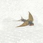 Sweeping Swallows Wallpaper, thumbnail 4 of 4