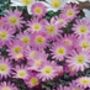 Anemone Blanda Charmer – 20 Pink Anemone Corms, thumbnail 3 of 4