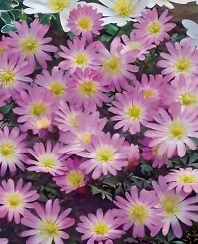 Anemone Blanda Charmer – 20 Pink Anemone Corms, 3 of 4