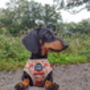 Pumpkin Patch Cart Dog Harness, thumbnail 10 of 11