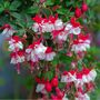 Perennial Fuchsia 'Snowcap' Five Plants In 9cm Pots, thumbnail 4 of 5