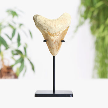 Xl Megalodon Tooth Bespoke Steel Stand Real Authentic Jurassic Dinosaur Fossil Natural History Interior Design Home Decor Display Gift Ornament, 2 of 5