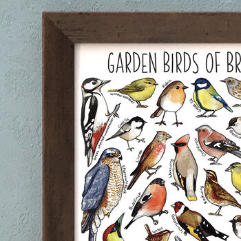 Garden Birds Of Britain Wildlife Watercolour Print, 6 of 8