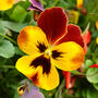 Flowers Pansy 'Radiance Red' 20 X Plant Pack, thumbnail 5 of 6