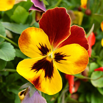 Flowers Pansy 'Radiance Red' 20 X Plant Pack, 5 of 6