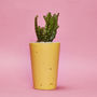 Concrete Pot Tall With Cactus/ Succulent In Yellow, thumbnail 1 of 3