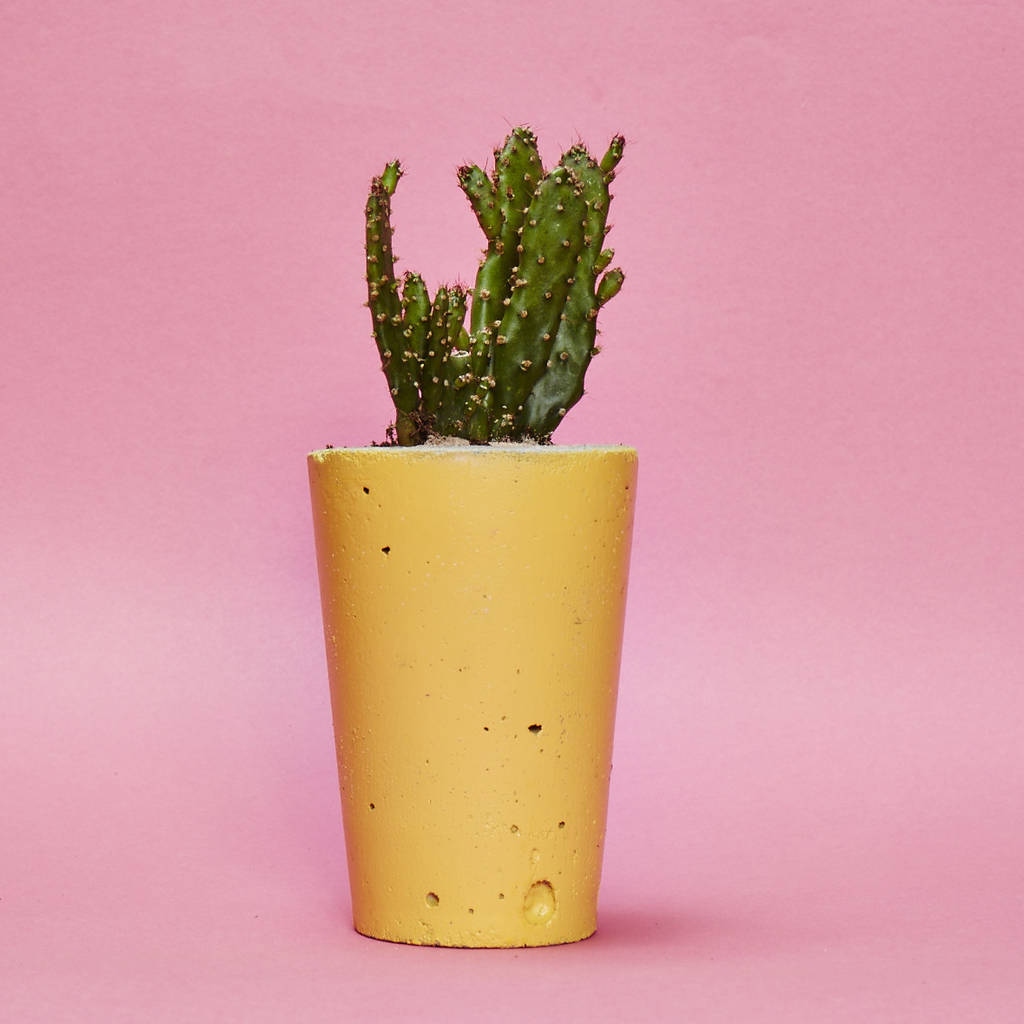 Concrete Pot Tall With Cactus/ Succulent In Yellow, 1 of 3