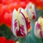 Tulipa Grand Perfection – 15 Red Flamed Tulip Bulbs, thumbnail 3 of 4