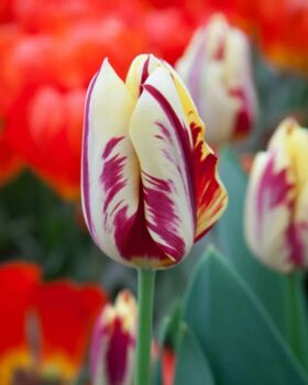 Tulipa Grand Perfection – 15 Red Flamed Tulip Bulbs, 3 of 4